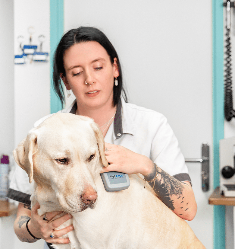Dierenarts leest chip uit bij blonde labrador hond, chipnummer controle