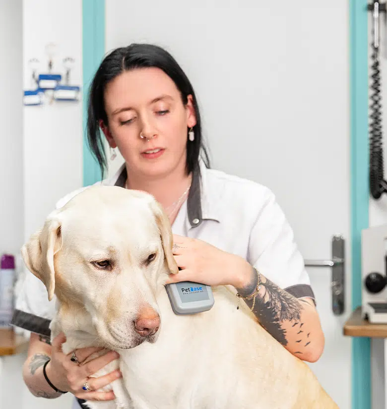Dierenarts leest chip uit bij blonde labrador hond, chipnummer controle