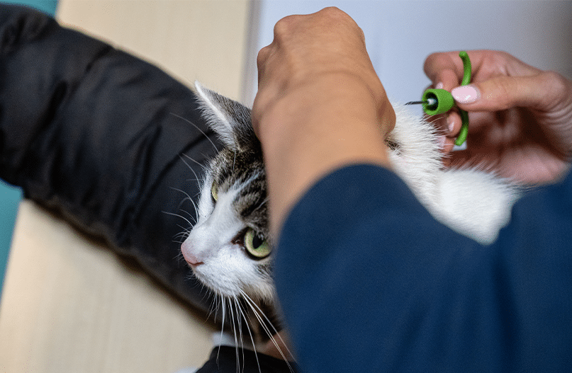 Dierenarts brengt chip in bij kat, in nekvel, om chipnummer bij PetBase te registreren