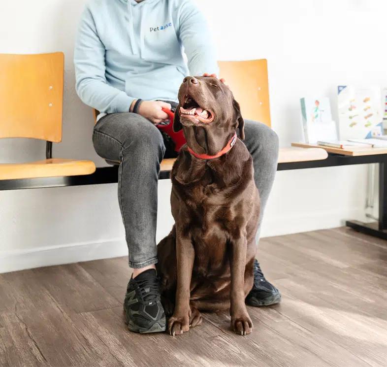 Hond zit met eigenaar in de wachtkamer bij de dierenarts, voorbereiding op behandeling