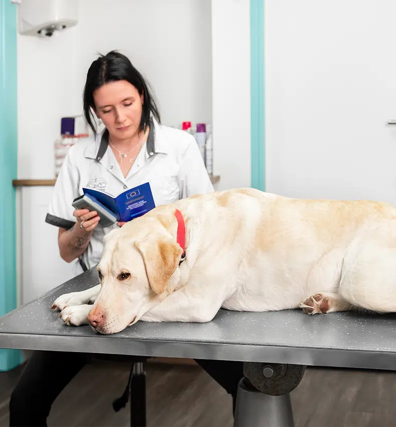 Dierenarts controleert een hond op de behandeltafel, medische kosten voor huisdieren