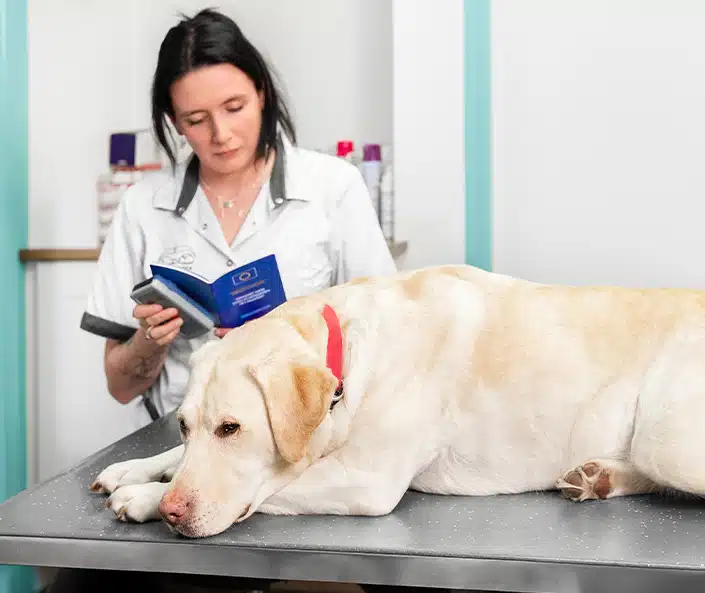 Hond registratie wordt gecontroleerd bij de dierenarts