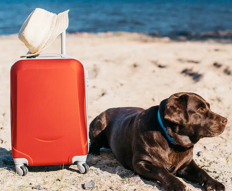 Labrador liggend op het strand naast een rode koffer en hoed tijdens zomervakantie