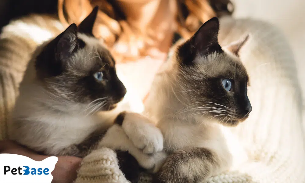 Twee Siamese katten met blauwe ogen kijken aandachtig naar elkaar bij warm licht