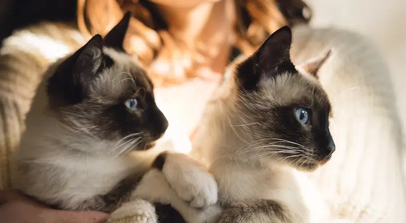 Twee Siamese katten met blauwe ogen kijken aandachtig naar elkaar bij warm licht
