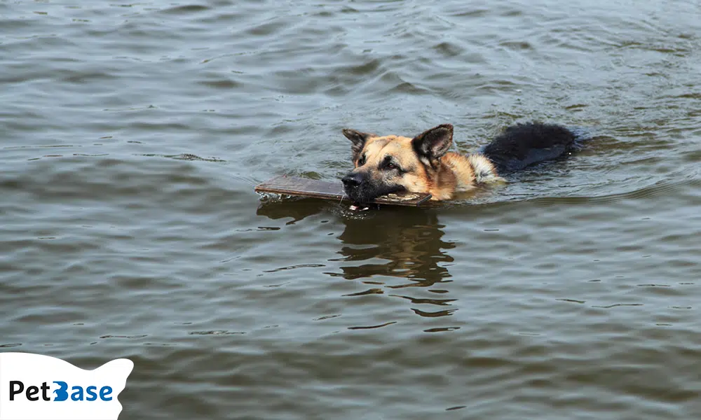 Hond zwemt in water net als hond Sandra dat vermist is geraakt