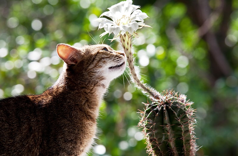 Kat snuffelt nieuwsgierig aan een cactusplant buiten