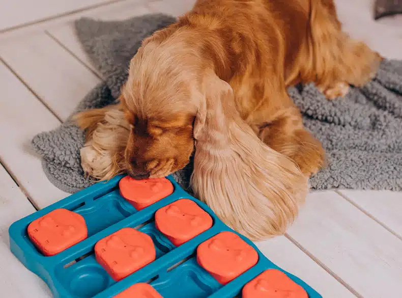 Hond zoekt brokjes in blauw oranje puzzelspeeltje