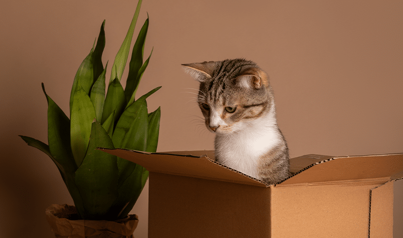 Cypers-witte kat verkent nieuwsgierig een kartonnen doos naast groene plant