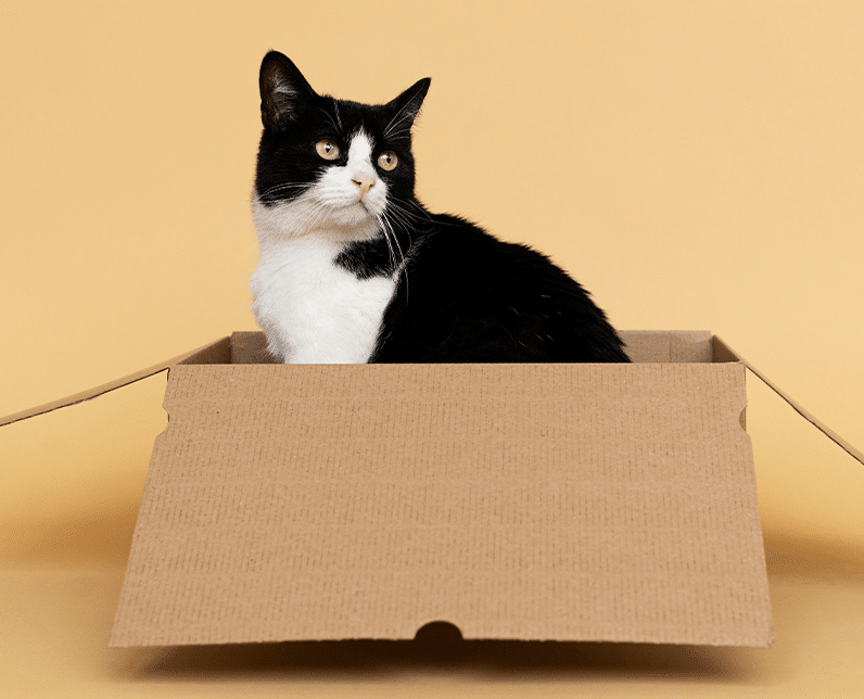 Zwart-witte kat kijkt alert uit kartonnen doos, klaar om te spelen