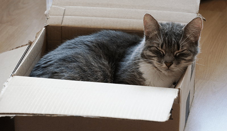 Grijze kat ligt ontspannen in open kartonnen doos binnen in huis