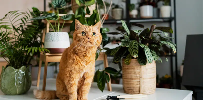 Kat kijkt nieuwsgierig omhoog tussen kamerplanten in huis