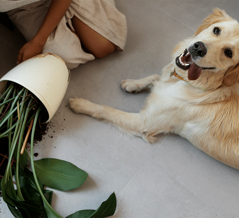 Hond ligt op de grond naast een omgevallen giftige kamerplant