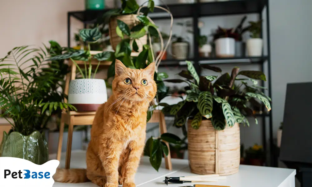 Rode kat tussen kamerplanten die mogelijk giftig zijn voor katten