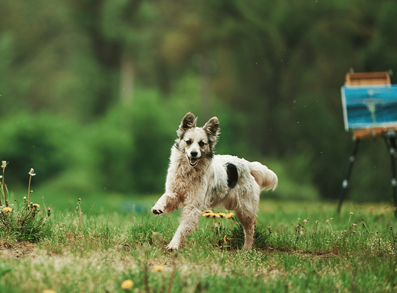 Witte hond rent door groen gras en snuffelt nieuwsgierig aan bloemen en sporen.