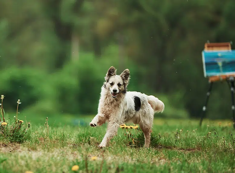 Witte hond rent door groen gras en snuffelt nieuwsgierig aan bloemen en sporen.