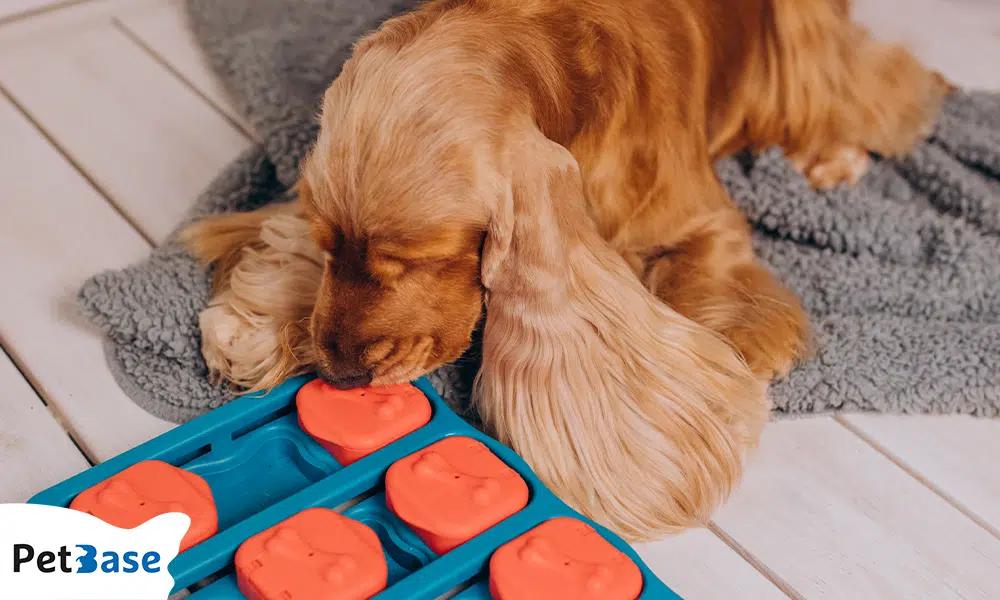 Hond speelt met interactief puzzelspeeltje op vloer