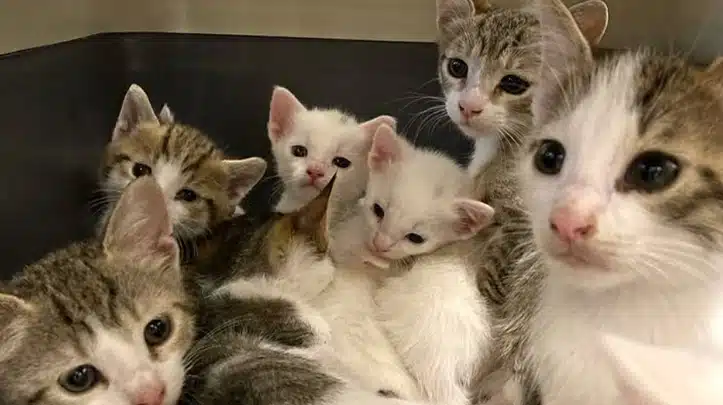 Stichting Amsterdamse Zwerfkatten