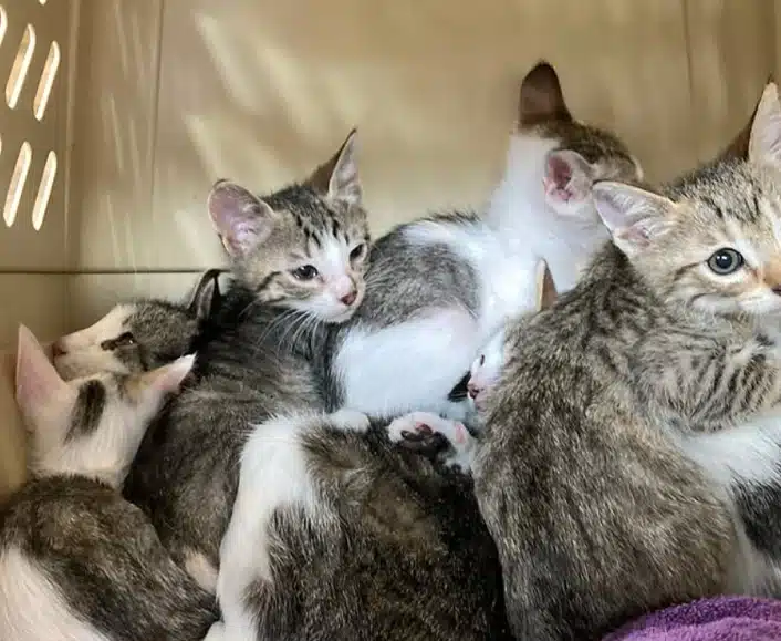 Stichting Amsterdamse Zwerfkatten