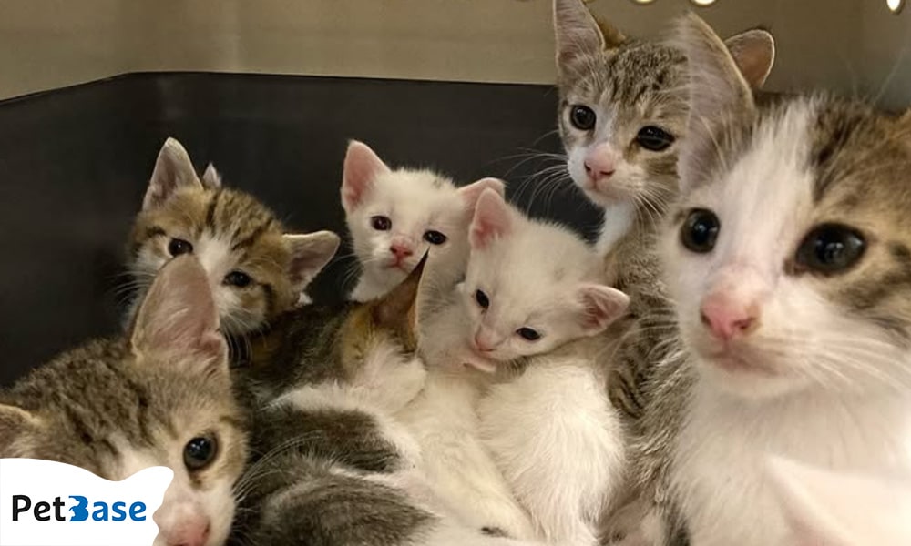 Stichting Amsterdamse Zwerfkatten