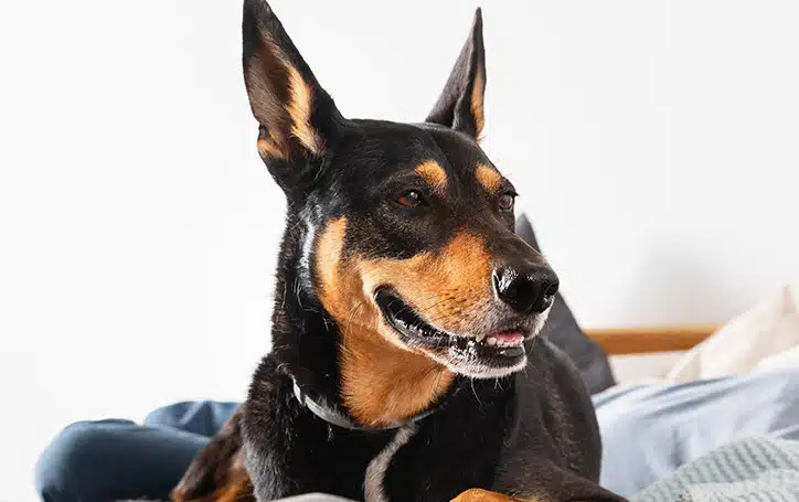 Waarom honden hun kop schuin houden