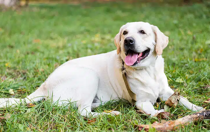 Waarom honden hun kop schuin houden