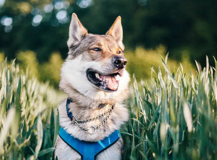Waarom honden hun kop schuin houden