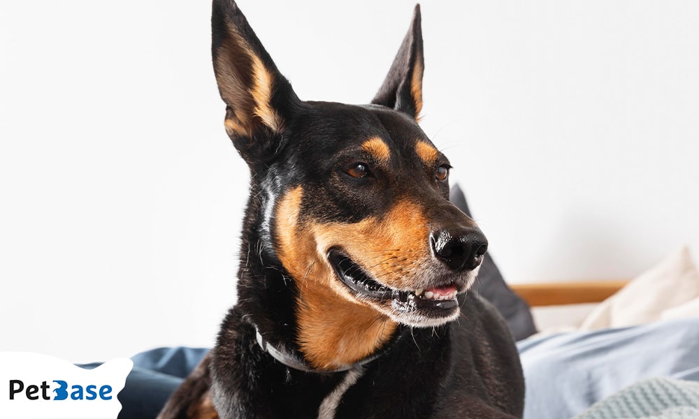 Waarom honden hun kop schuin houden