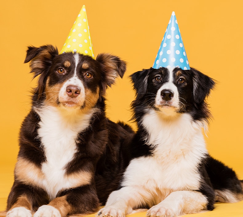 Wereld dierendag 2 honden die feestvieren
