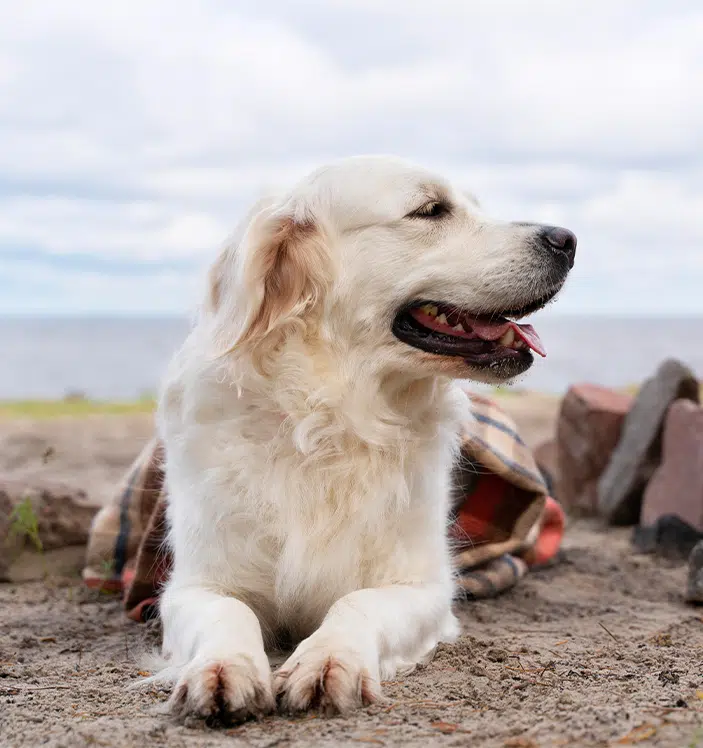Golden Retriever