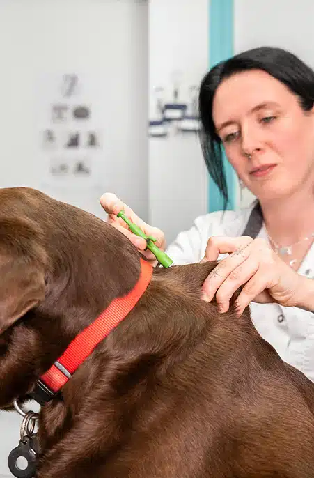 Dierenarts plaatst een microchip bij hond