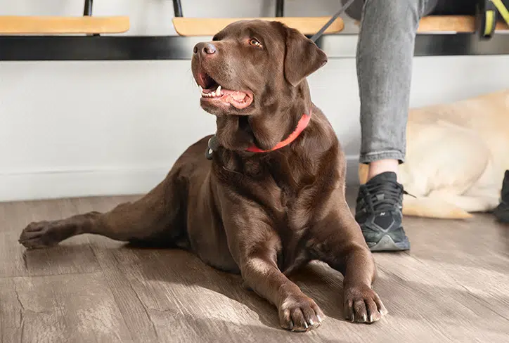Labrador