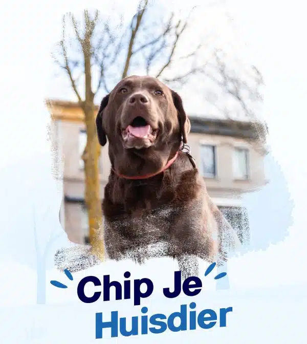 PetBase informatie posters - Image 2