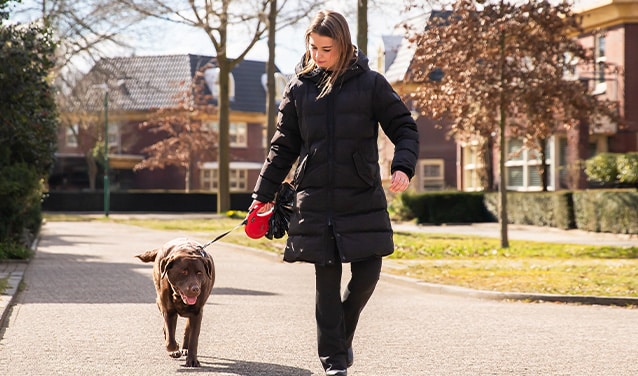 hond met chipregistratie buiten wandelend